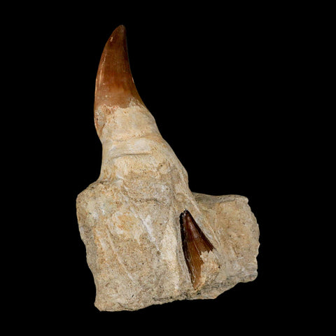 4.2" Mosasaur Prognathodon Fossil Tooth Jaw Section Cretaceous Dinosaur Era COA