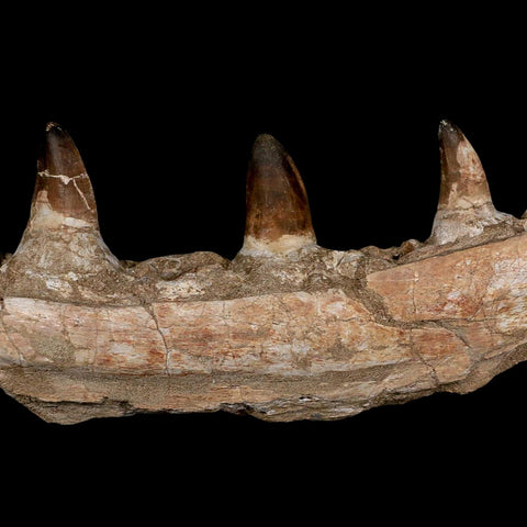 15.7" Mosasaur Prognathodon Fossil Jaw Section Teeth Cretaceous Dinosaur Era COA