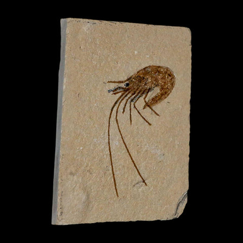 2" Fossil Shrimp Carpopenaeus Cretaceous Age 100 Mil Yrs Old Lebanon COA - Fossil Age Minerals