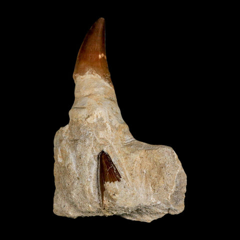 4.2" Mosasaur Prognathodon Fossil Tooth Jaw Section Cretaceous Dinosaur Era COA