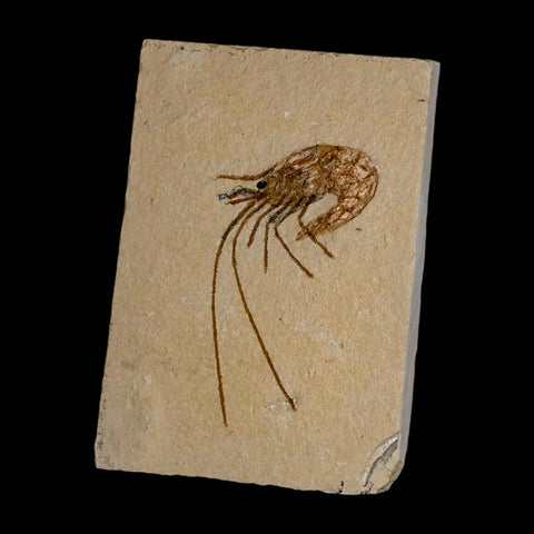 2" Fossil Shrimp Carpopenaeus Cretaceous Age 100 Mil Yrs Old Lebanon COA - Fossil Age Minerals