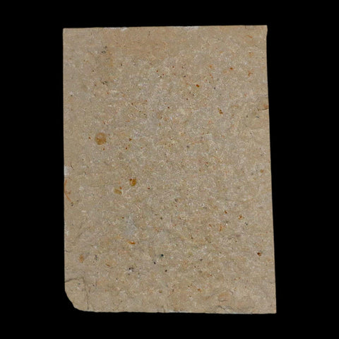 2" Fossil Shrimp Carpopenaeus Cretaceous Age 100 Mil Yrs Old Lebanon COA - Fossil Age Minerals