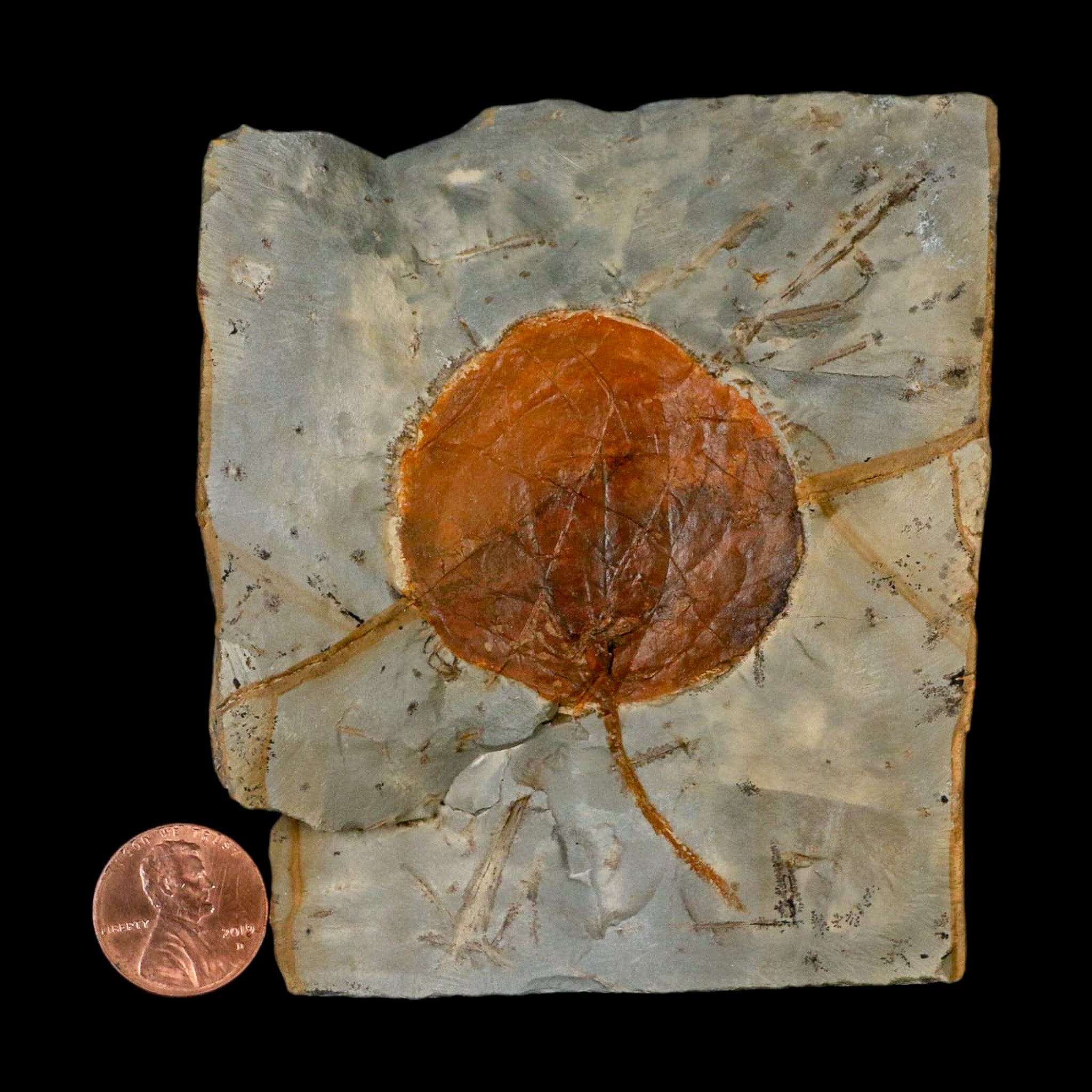 2.4" Zizyphoides Flabellum Fossil Plant Leaf Fort Union Glendive MT Paleocene Age - Fossil Age Minerals