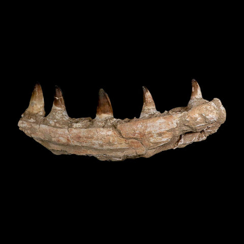 15.7" Mosasaur Prognathodon Fossil Jaw Section Teeth Cretaceous Dinosaur Era COA