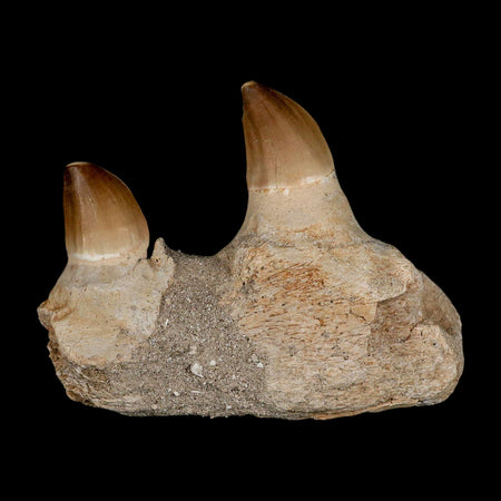 4.6" Mosasaur Prognathodon Fossil Teeth Jaw Section Cretaceous Dinosaur Era COA