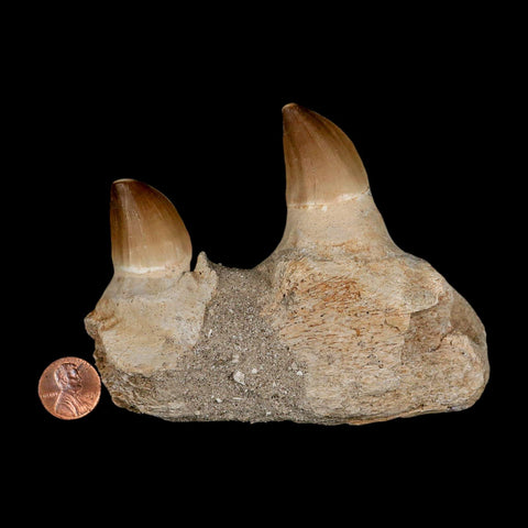 4.6" Mosasaur Prognathodon Fossil Teeth Jaw Section Cretaceous Dinosaur Era COA