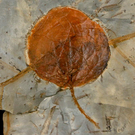 2.4" Zizyphoides Flabellum Fossil Plant Leaf Fort Union Glendive MT Paleocene Age