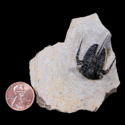 1.3" Cyphaspis Otarion Spiny Trilobite Fossil Devonian Age 400 Mil Yrs Old COA - Fossil Age Minerals
