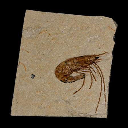 1.1" Fossil Shrimp Carpopenaeus Cretaceous Age 100 Mil Yrs Old Lebanon COA