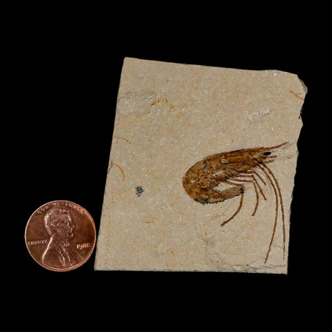 1.1" Fossil Shrimp Carpopenaeus Cretaceous Age 100 Mil Yrs Old Lebanon COA - Fossil Age Minerals