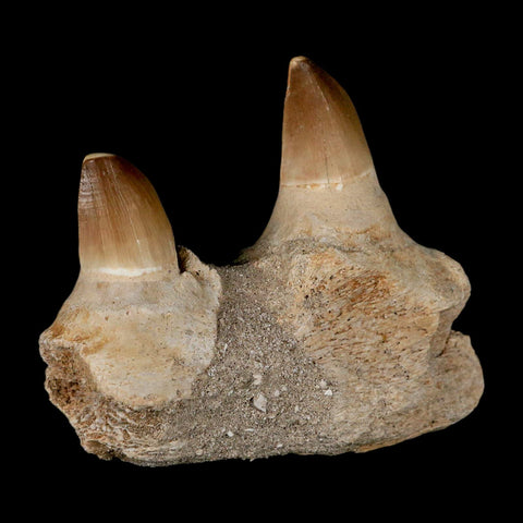 4.6" Mosasaur Prognathodon Fossil Teeth Jaw Section Cretaceous Dinosaur Era COA