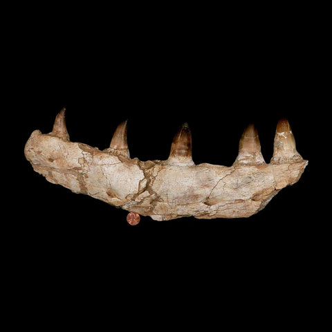 15.7" Mosasaur Prognathodon Fossil Jaw Section Teeth Cretaceous Dinosaur Era COA