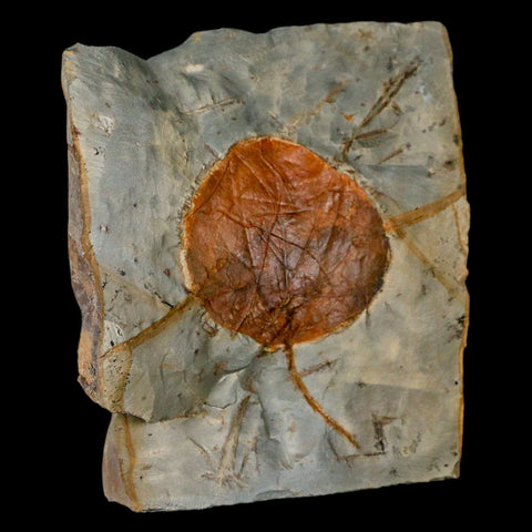 2.4" Zizyphoides Flabellum Fossil Plant Leaf Fort Union Glendive MT Paleocene Age