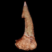 XL 2.2" Sawfish Fossil Tooth Barb Onchopristis Numidus Cretaceous Dinosaur Era COA