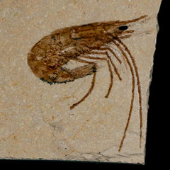 Lebanon Fossil Shrimp