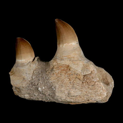 4.6" Mosasaur Prognathodon Fossil Teeth Jaw Section Cretaceous Dinosaur Era COA