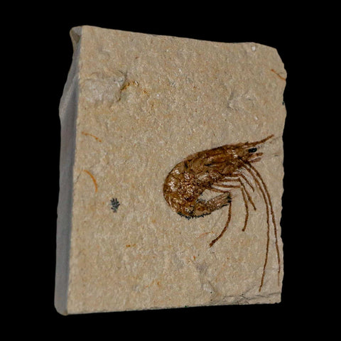 1.1" Fossil Shrimp Carpopenaeus Cretaceous Age 100 Mil Yrs Old Lebanon COA - Fossil Age Minerals