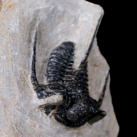 1.3" Cyphaspis Otarion Spiny Trilobite Fossil Devonian Age 400 Mil Yrs Old COA - Fossil Age Minerals