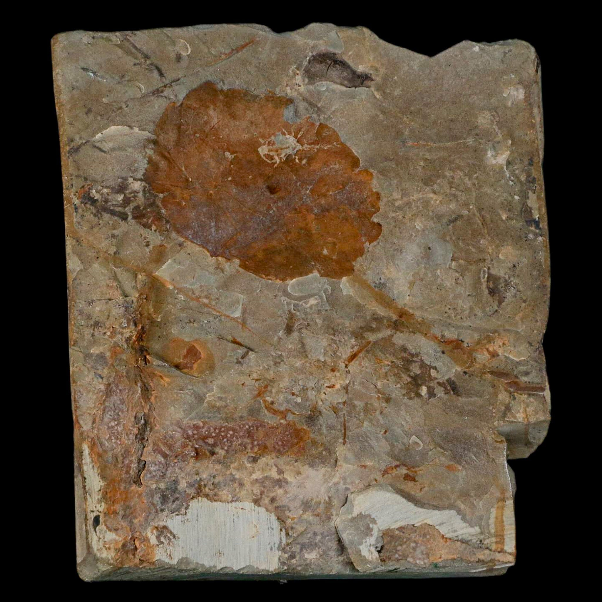 2.4" Zizyphoides Flabellum Fossil Plant Leaf Fort Union Glendive MT Paleocene Age - Fossil Age Minerals