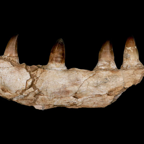 15.7" Mosasaur Prognathodon Fossil Jaw Section Teeth Cretaceous Dinosaur Era COA