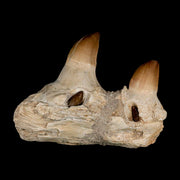 4.6" Mosasaur Prognathodon Fossil Teeth Jaw Section Cretaceous Dinosaur Era COA