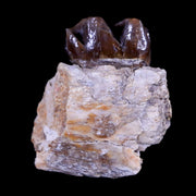 0.9" Mesohippus Fossil Jaw Teeth Three Toed Horse Oligocene Age SD Badlands COA