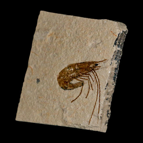 1.1" Fossil Shrimp Carpopenaeus Cretaceous Age 100 Mil Yrs Old Lebanon COA - Fossil Age Minerals