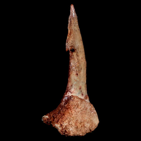 XL 2.2" Sawfish Fossil Tooth Barb Onchopristis Numidus Cretaceous Dinosaur Era COA - Fossil Age Minerals