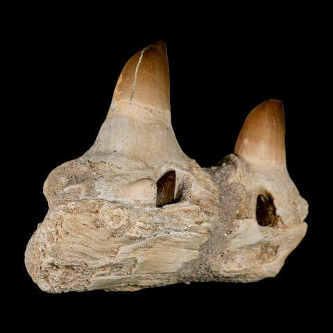 4.6" Mosasaur Prognathodon Fossil Teeth Jaw Section Cretaceous Dinosaur Era COA