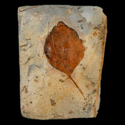 1.9" Zizyphoides Flabellum Fossil Plant Leaf Fort Union Glendive MT Paleocene Age