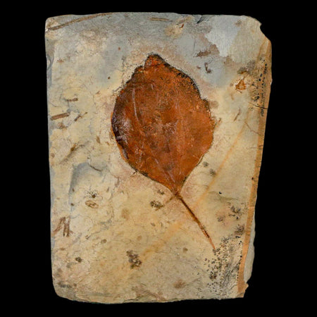 1.9" Zizyphoides Flabellum Fossil Plant Leaf Fort Union Glendive MT Paleocene Age