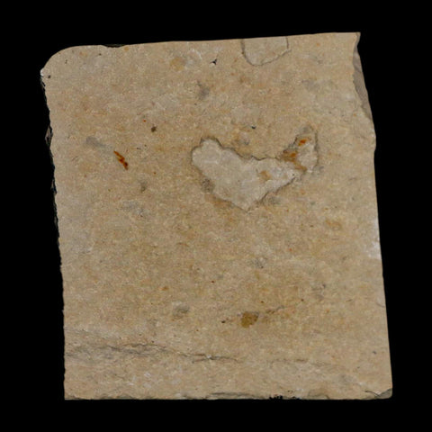 1.1" Fossil Shrimp Carpopenaeus Cretaceous Age 100 Mil Yrs Old Lebanon COA - Fossil Age Minerals