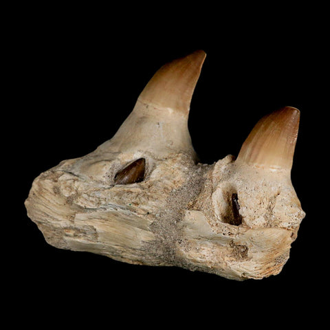4.6" Mosasaur Prognathodon Fossil Teeth Jaw Section Cretaceous Dinosaur Era COA