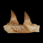 4" Mosasaur Prognathodon Fossil Teeth Jaw Section Cretaceous Dinosaur Era COA