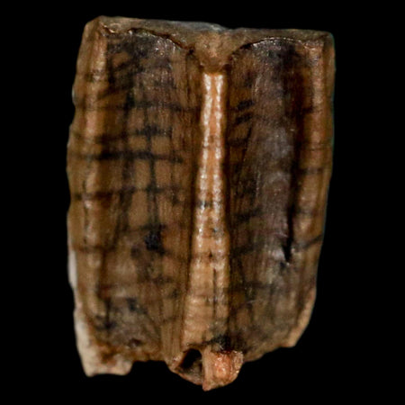 0.4" Corythosaurus Fossil  Tooth Judith River FM MT Cretaceous Dinosaur COA, Display