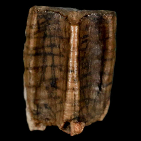 0.4" Corythosaurus Fossil  Tooth Judith River FM MT Cretaceous Dinosaur COA, Display