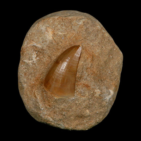1.9" Tylosaurus Mosasaur Fossil Tooth In Matrix Upper Cretaceous Dinosaur Era COA