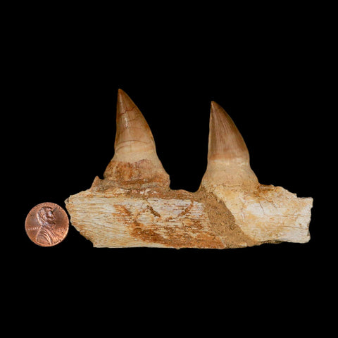 4" Mosasaur Prognathodon Fossil Teeth Jaw Section Cretaceous Dinosaur Era COA