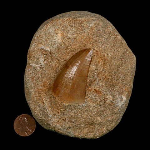 1.9" Tylosaurus Mosasaur Fossil Tooth In Matrix Upper Cretaceous Dinosaur Era COA