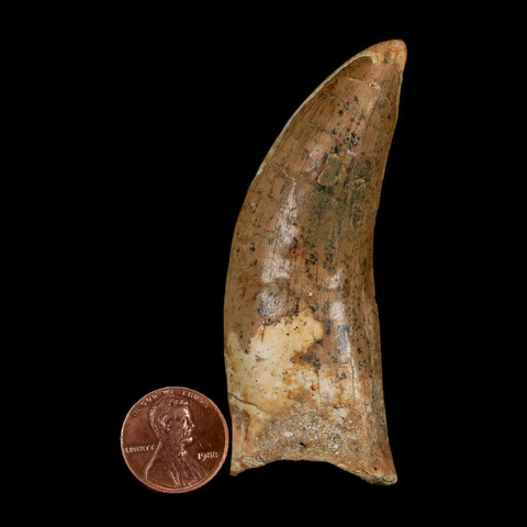 XL 3" Carcharodontosaurus Serrated Fossil Tooth Cretaceous Theropod Dinosaur COA - Fossil Age Minerals