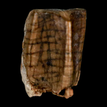 0.4" Corythosaurus Fossil  Tooth Judith River FM MT Cretaceous Dinosaur COA, Display