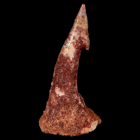 XL 2.2" Sawfish Fossil Tooth Barb Onchopristis Numidus Cretaceous Dinosaur Era COA - Fossil Age Minerals