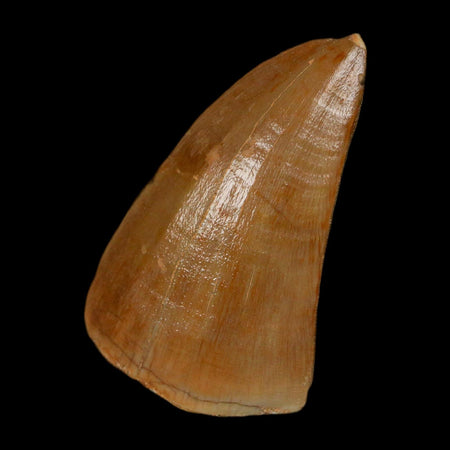 1.9" Tylosaurus Mosasaur Fossil Tooth In Matrix Upper Cretaceous Dinosaur Era COA