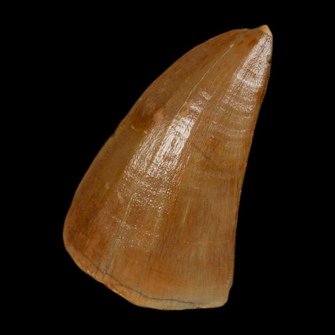 1.9" Tylosaurus Mosasaur Fossil Tooth In Matrix Upper Cretaceous Dinosaur Era COA