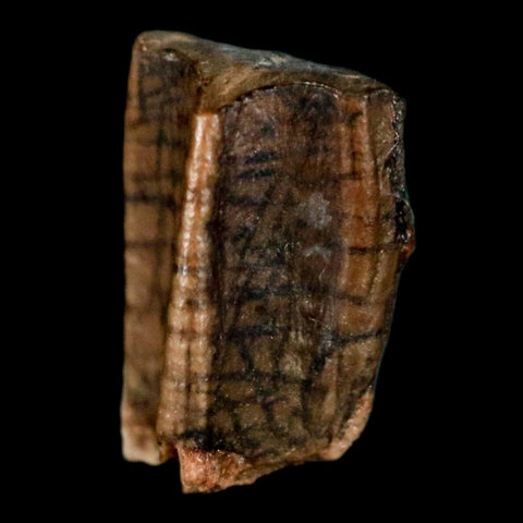 0.4" Corythosaurus Fossil  Tooth Judith River FM MT Cretaceous Dinosaur COA, Display