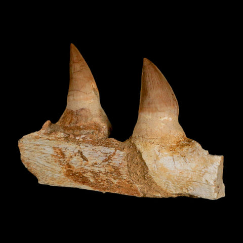 4" Mosasaur Prognathodon Fossil Teeth Jaw Section Cretaceous Dinosaur Era COA