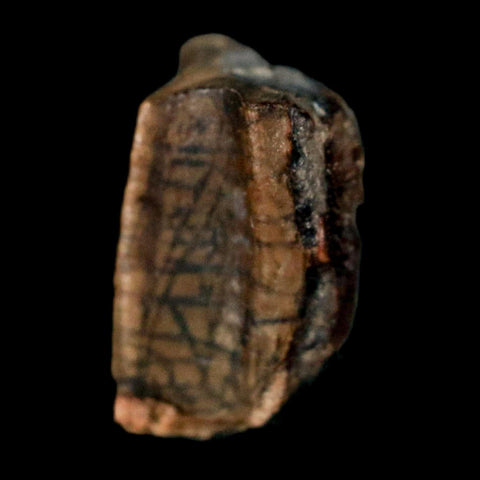 0.4" Corythosaurus Fossil  Tooth Judith River FM MT Cretaceous Dinosaur COA, Display