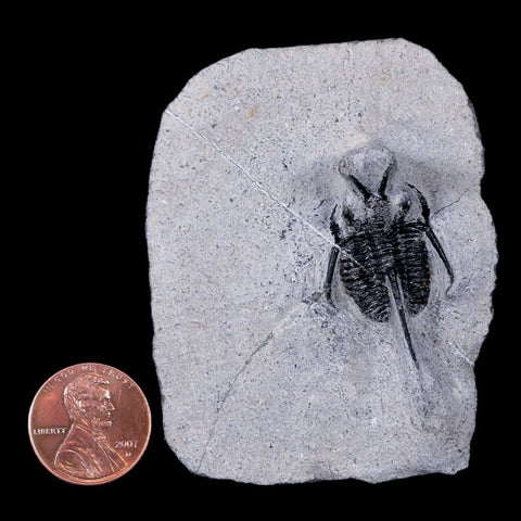 1.2" Cyphaspis Tafilalet Walteri Horned Devil Trilobite Fossil Devonian Age COA - Fossil Age Minerals