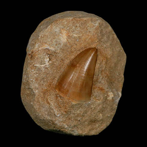 1.9" Tylosaurus Mosasaur Fossil Tooth In Matrix Upper Cretaceous Dinosaur Era COA