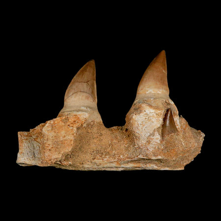 4" Mosasaur Prognathodon Fossil Teeth Jaw Section Cretaceous Dinosaur Era COA